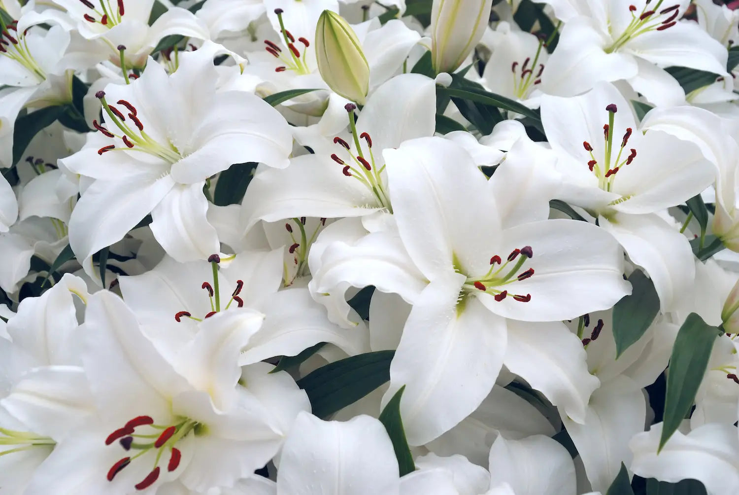 A Guide to Lily Flower Meanings | Beverly Hills Florist -  beverlyhillsflorist