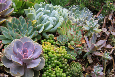 How To Care for Succulent Arrangements