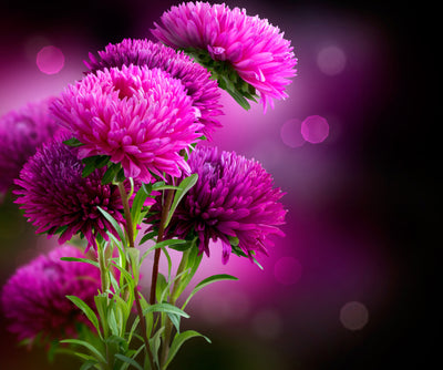 The Flower Meanings of 10 Popular Flowers