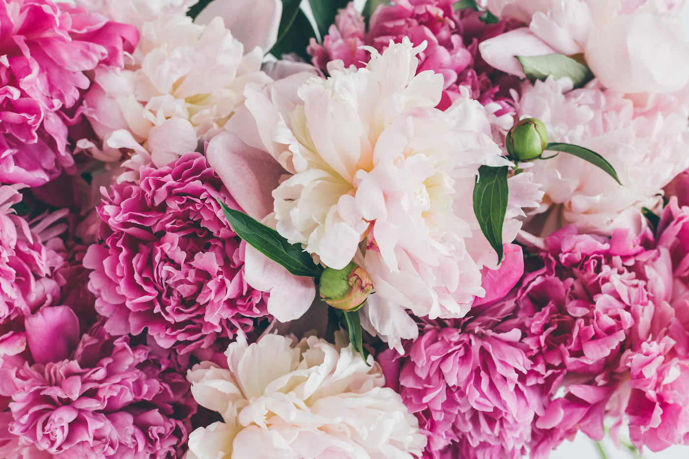 All the Fascinating Facts About Peonies Flowers