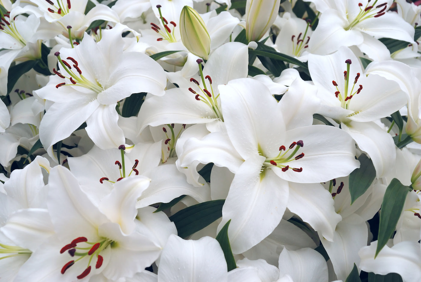 Examining the Lily: The Ultimate Guide to Lily Flower Meanings