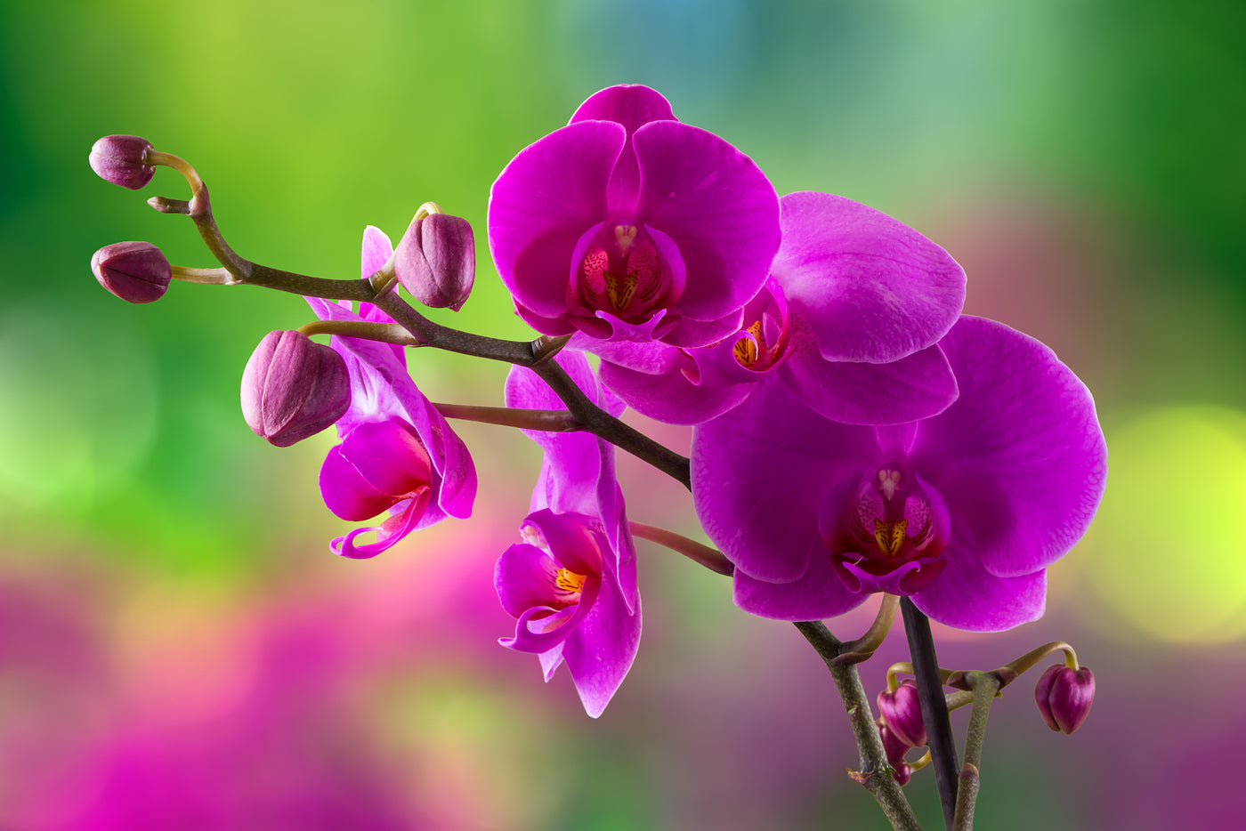 How To Properly Care for an Orchid Plant