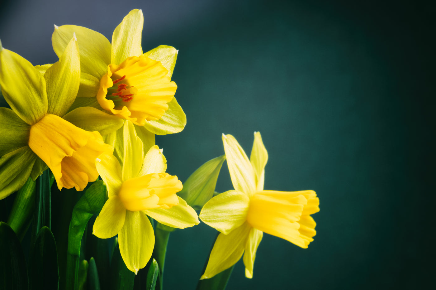 All There Is To Know About the Daffodil Flower