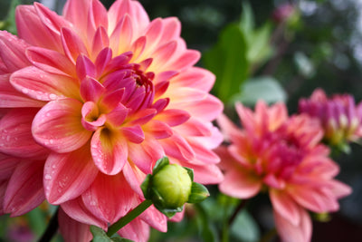 Popular Blooms: Dahlia Flowers