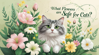 What Flowers Are Safe For Cats? A Complete Pet-Safe Guide