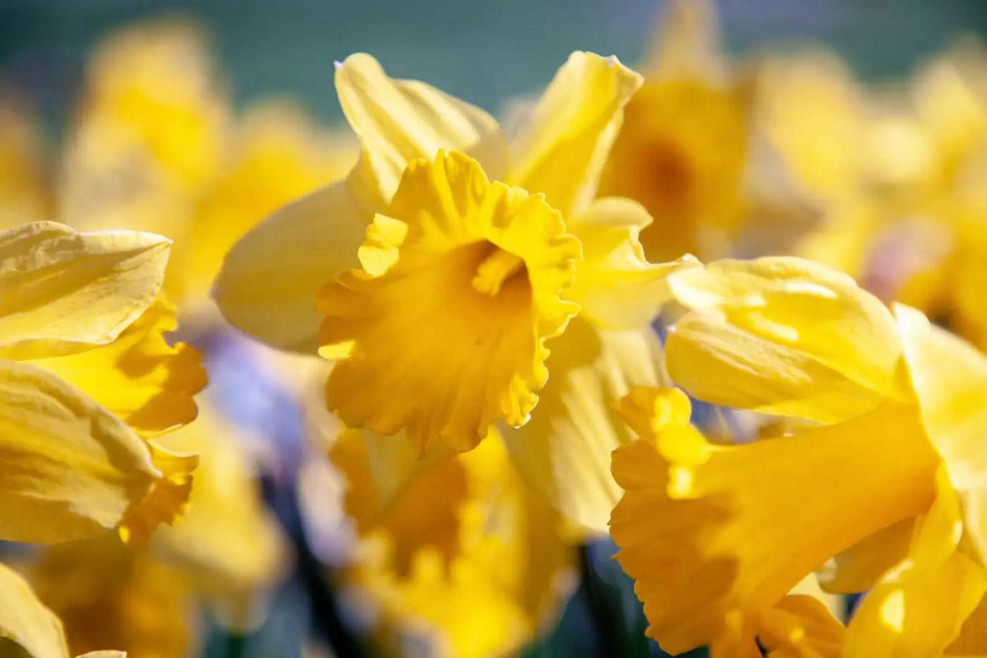Birthday Flowers by Month and Their Symbolism