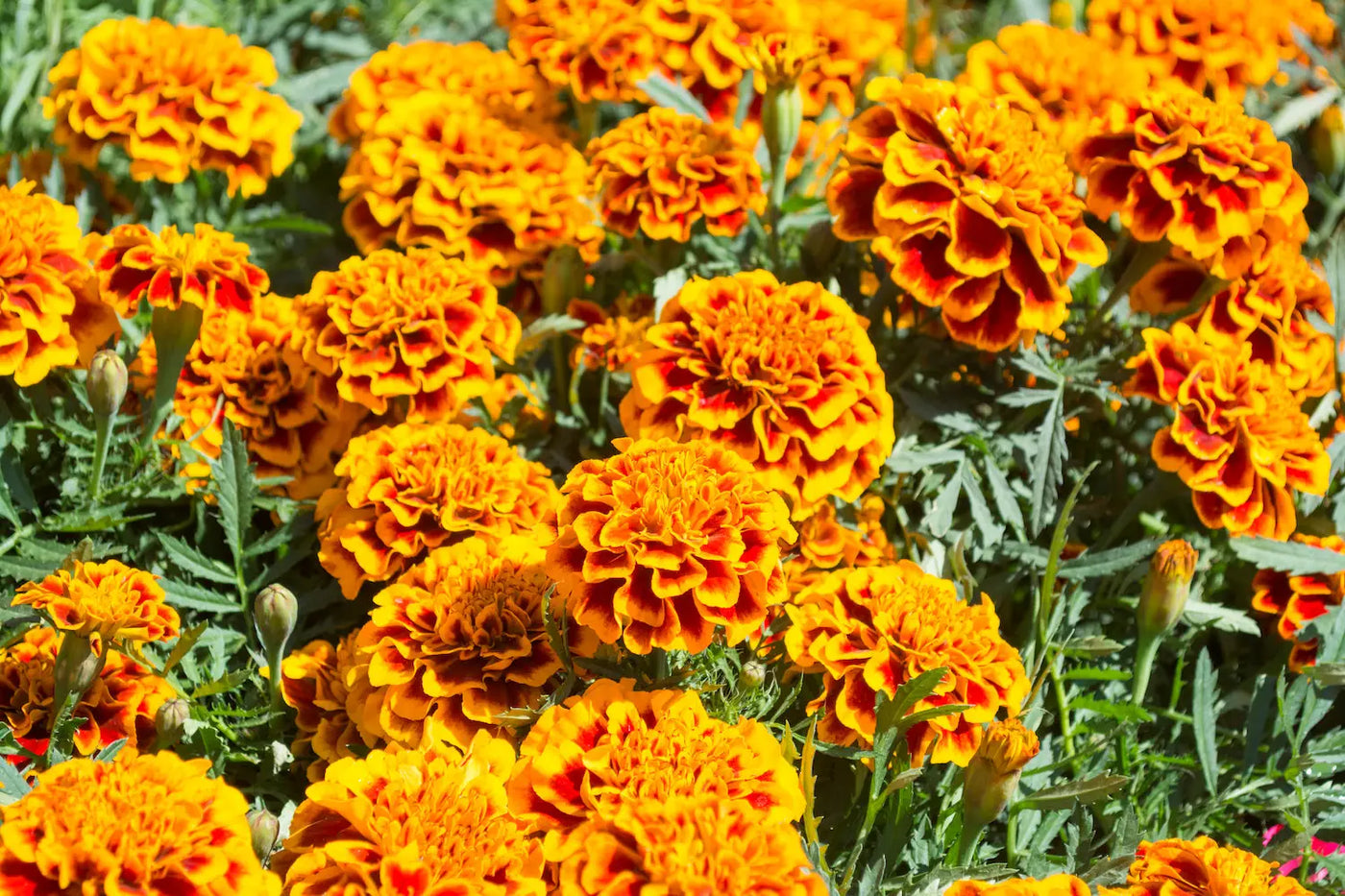 Good Luck Flowers To Brighten Your Loved Ones’ Days