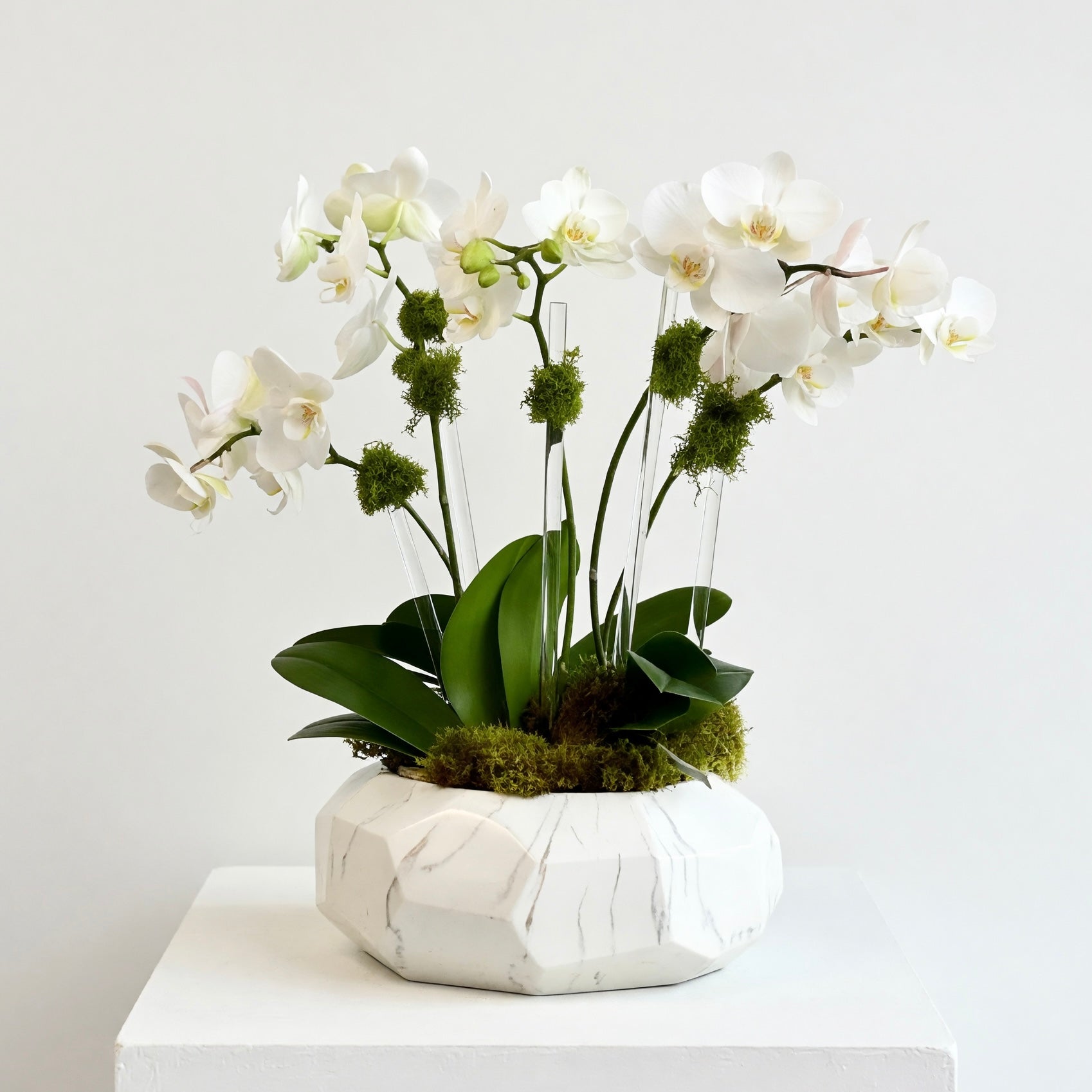 Multi-spike mini orchid plants | Beverly Hills Florist