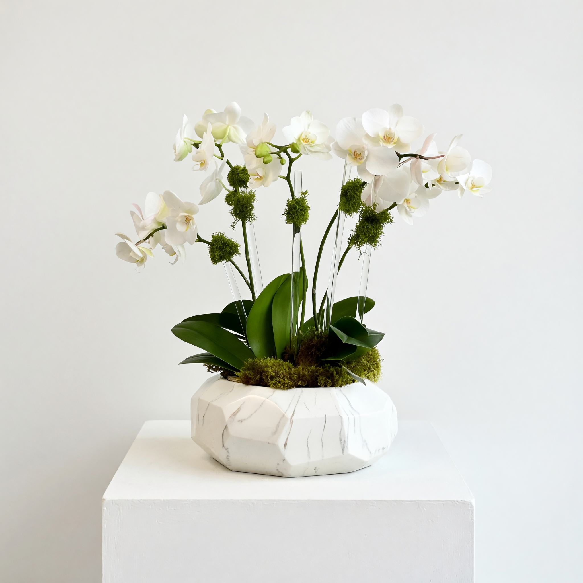 Multi-spike mini orchid plants | Beverly Hills Florist