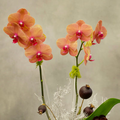 Mini Peach Fall Orchids