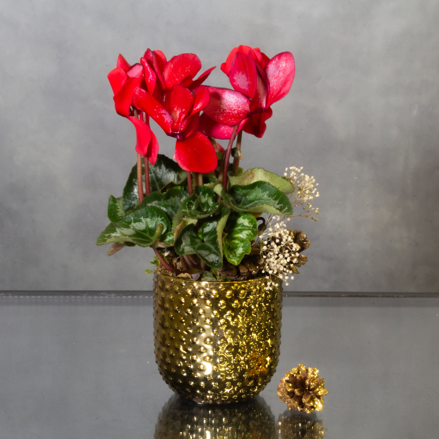 Xmas Cyclamen - beverlyhillsflorist