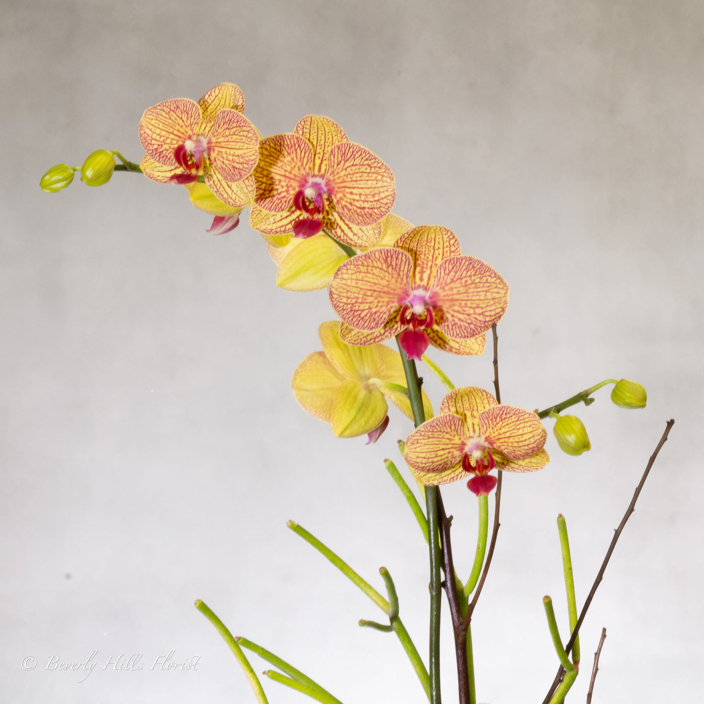 Truly Enlightening Orchids