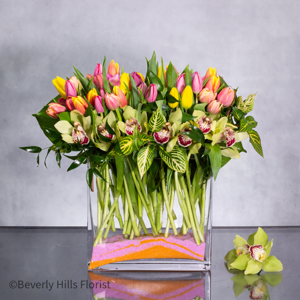 100 Colors of  Tulip Joy