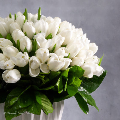 White Tulips on White - beverlyhillsflorist