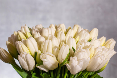 80 Tulips in modern Ceramic