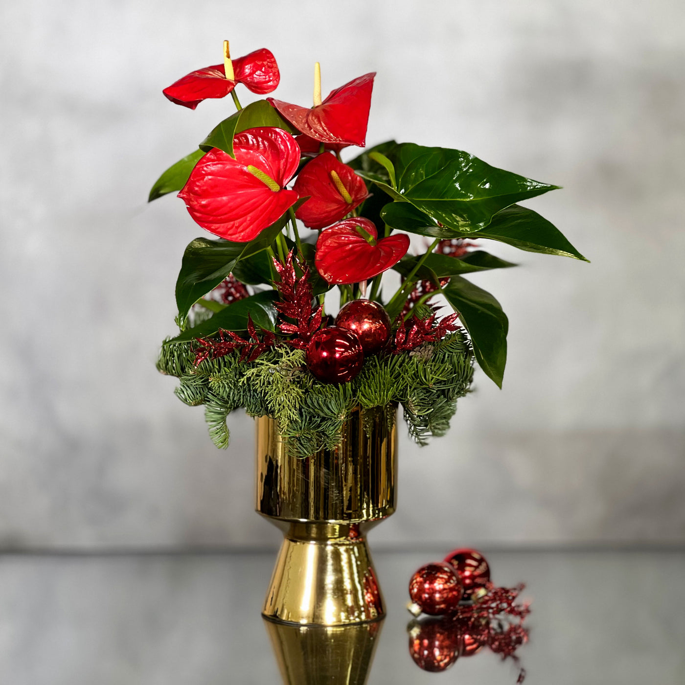 Christmas Anthurium with glossy green leaves and vibrant blooms in a gold pedestal pot, available for same-day delivery by Beverly Hills Florist.