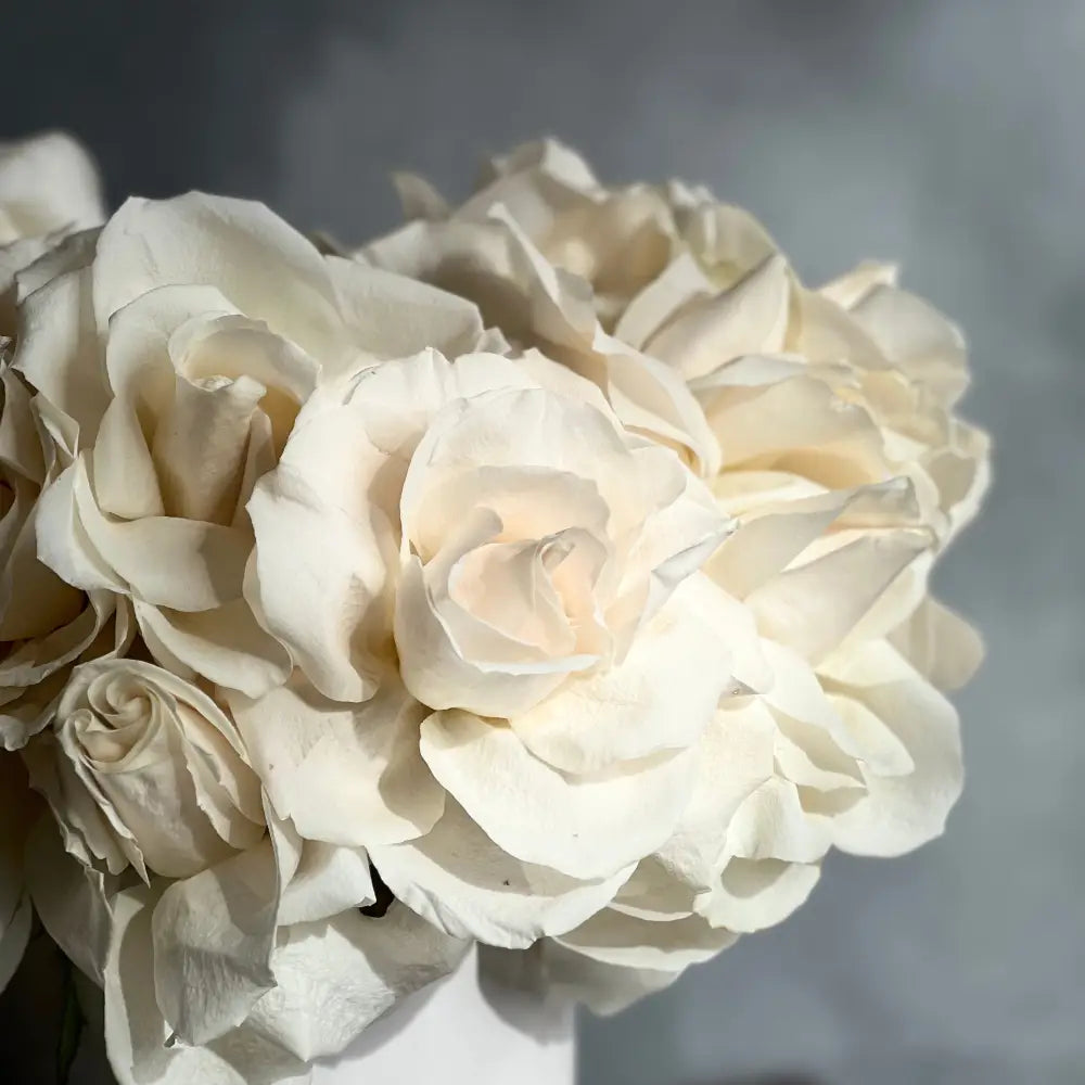 Cream Reflexed Roses in White Ceramic Vase
Elegant White Rose Bouquet Same-Day Delivery Beverly Hills
Two Dozen South American Reflexed Roses in Ballerina Tutu Style
Cream Reflexed Rose Arrangement for Same-Day Delivery Los Angeles
Beautiful Reflexed Roses in White Ceramic Vase for West Hollywood Delivery
