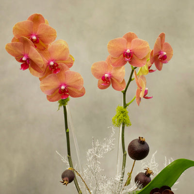 Double Peach Fall Orchids in a copper-silver vase with succulents, 18 inches tall, available for same-day delivery by Beverly Hills Florist.