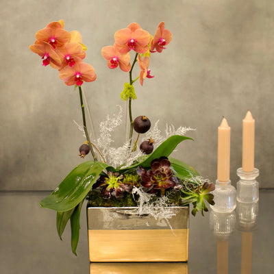 Double Peach Fall Orchids in a copper-silver vase with succulents, 18 inches tall, available for same-day delivery by Beverly Hills Florist.