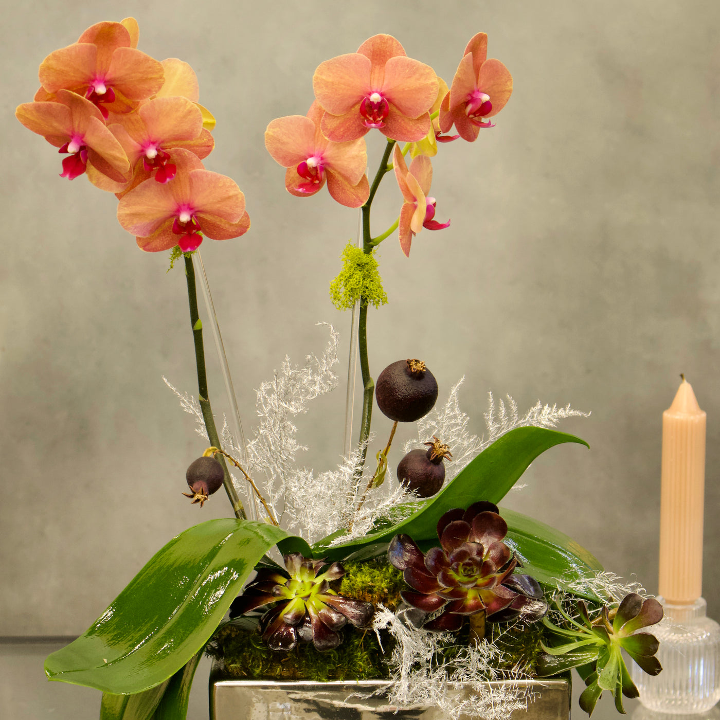 Double Peach Fall Orchids in a copper-silver vase with succulents, 18 inches tall, available for same-day delivery by Beverly Hills Florist.