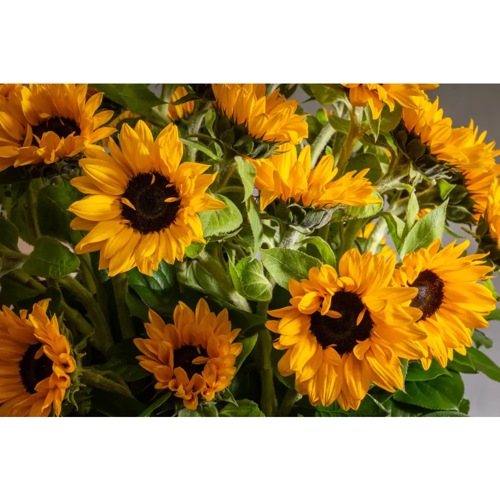Falling for you - beverlyhillsflorist