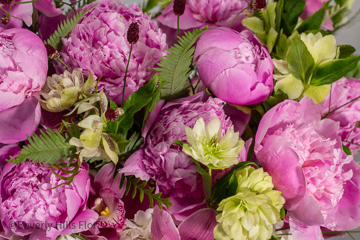 Elegant Floral Fusion arrangement with peonies, cymbidium orchids, and white hydrangeas in a tall glass vase – available for same-day delivery by Beverly Hills Florist.