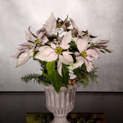 Frenchie Poinsettia with mini poinsettias in a French urn pedestal pot and seasonal greens, available for same-day delivery by Beverly Hills Florist.