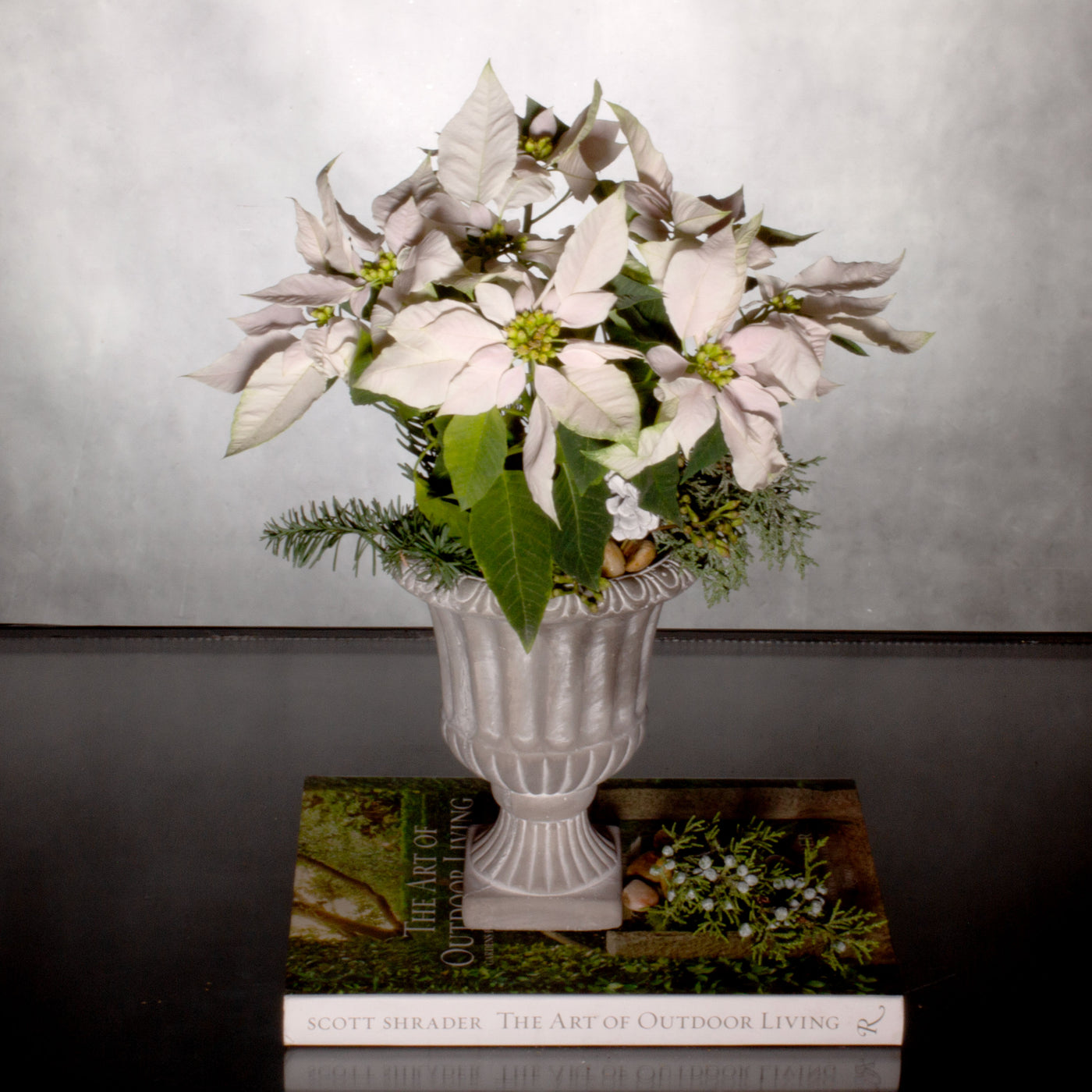 Frenchie Poinsettia with mini poinsettias in a French urn pedestal pot and seasonal greens, available for same-day delivery by Beverly Hills Florist.