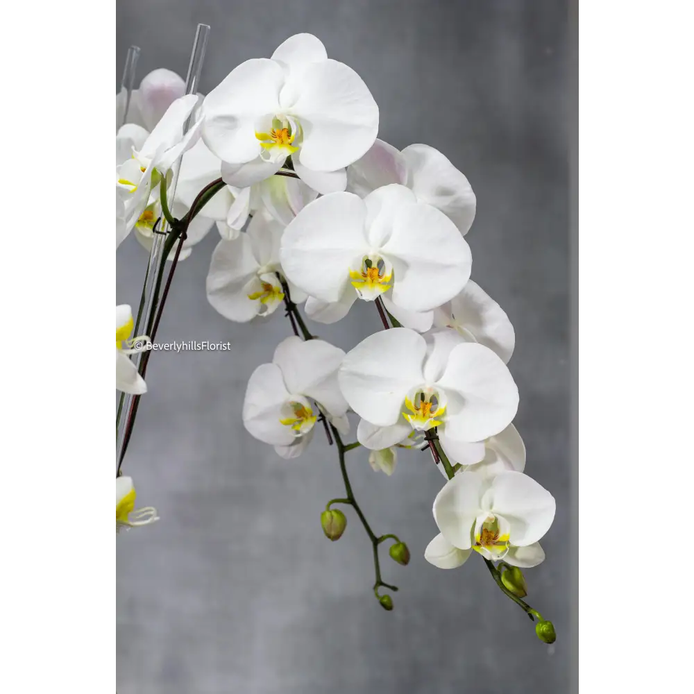 Golden Elegance - beverlyhillsflorist