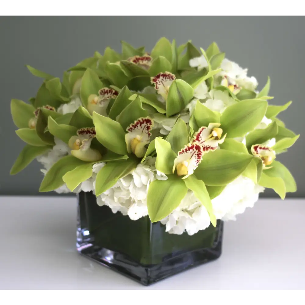 Green Orchid Overture - beverlyhillsflorist