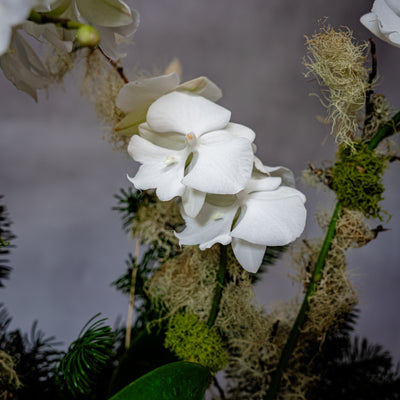 Elegant white orchid holiday arrangement in a round white ceramic vase with festive holiday accents.