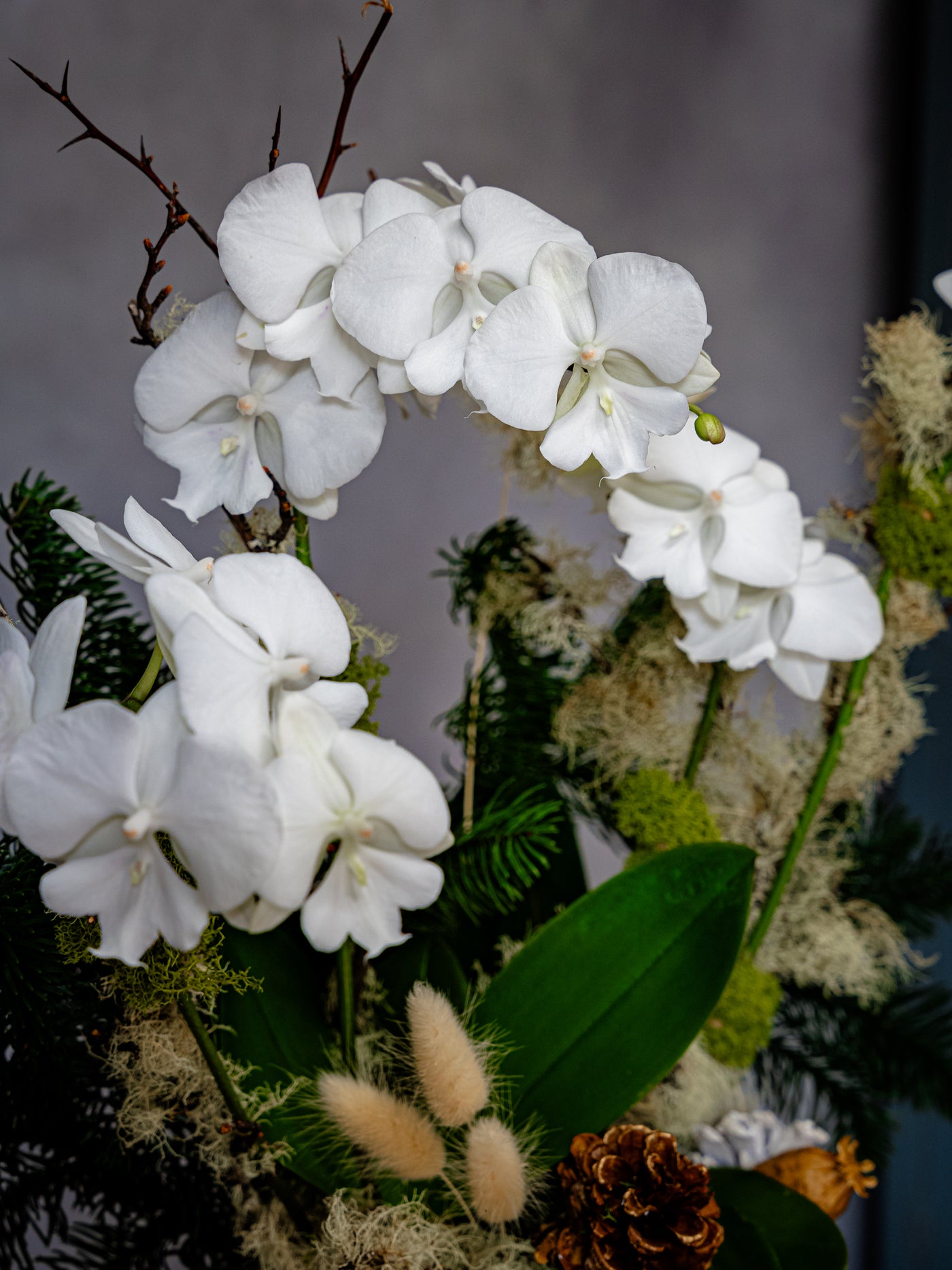 Elegant white orchid holiday arrangement in a round white ceramic vase with festive holiday accents.