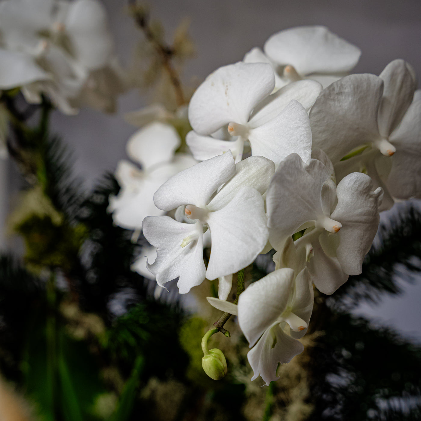 Elegant white orchid holiday arrangement in a round white ceramic vase with festive holiday accents.