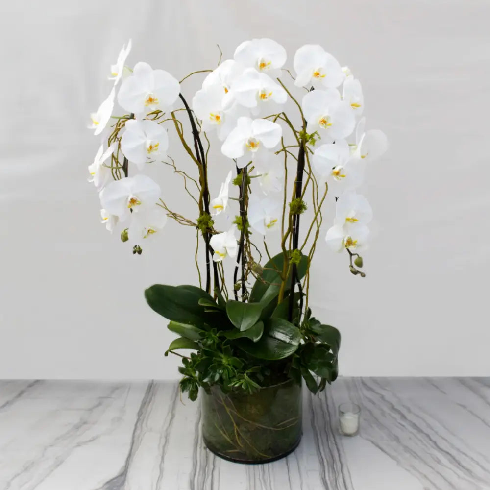 Mr. Jay - beverlyhillsflorist