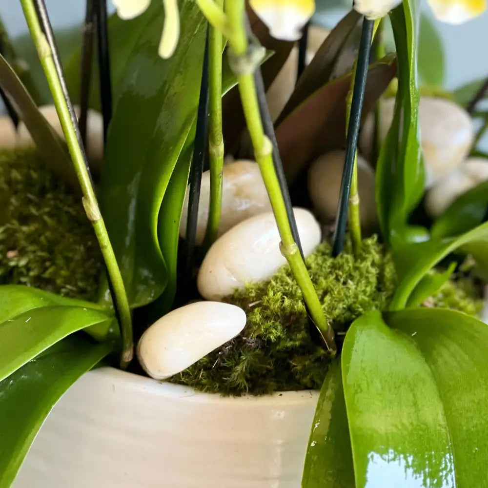 Multi Spike Colorful Orchid Plants - beverlyhillsflorist