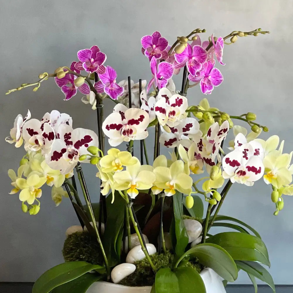 フラワー Onc. Martian Leather 'Berrylicious' – Kalapana Orchid Farm