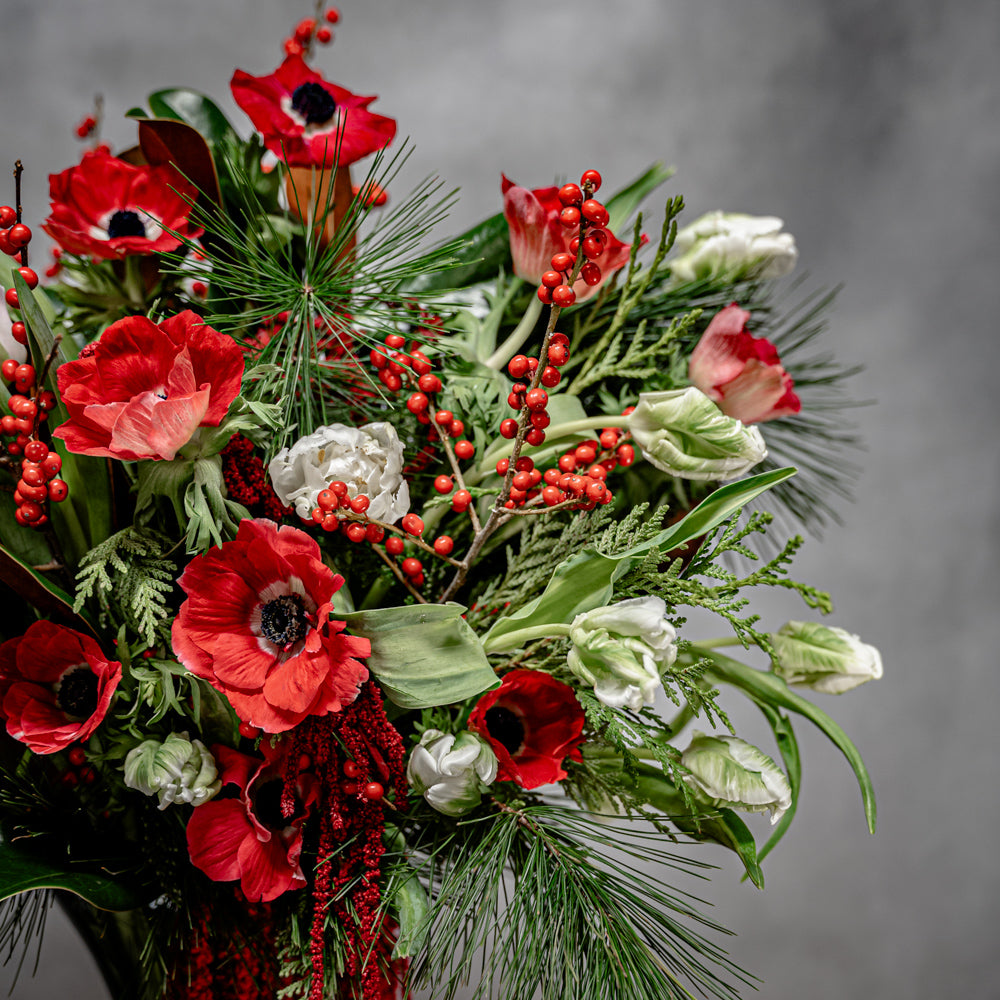 Red and white Christmas flowers with Ilex berries