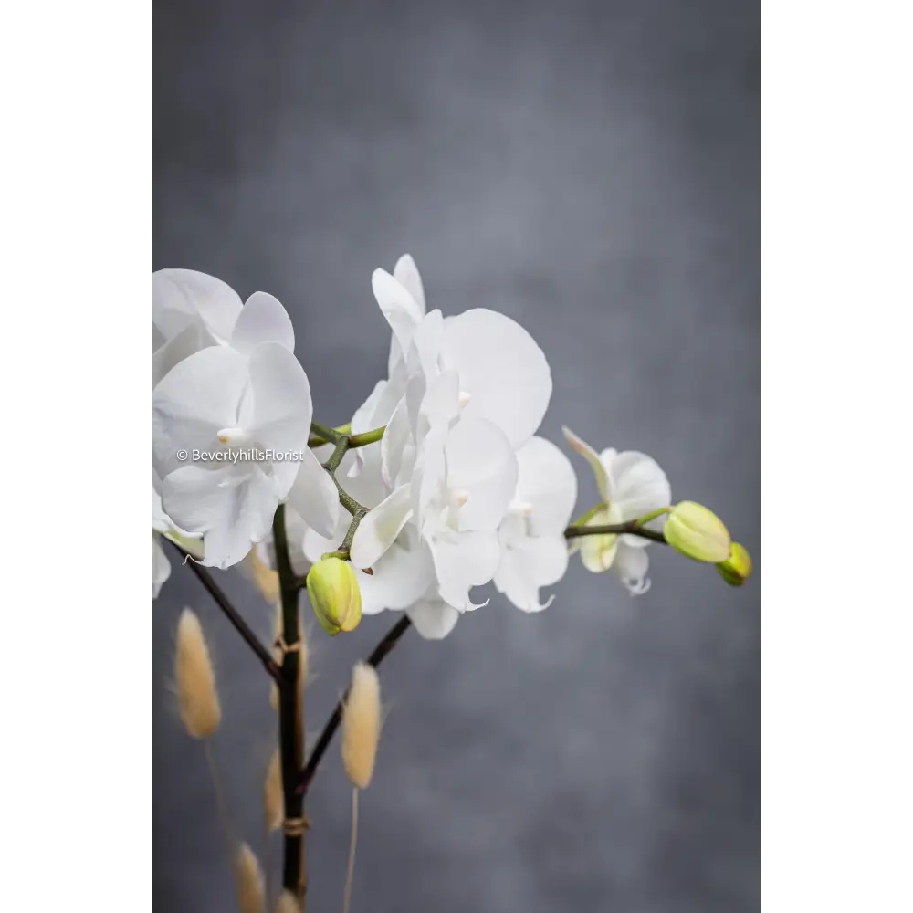 Standard size white orchid plant with decorative rocks in ceramic vase - Beverly Hills Florist