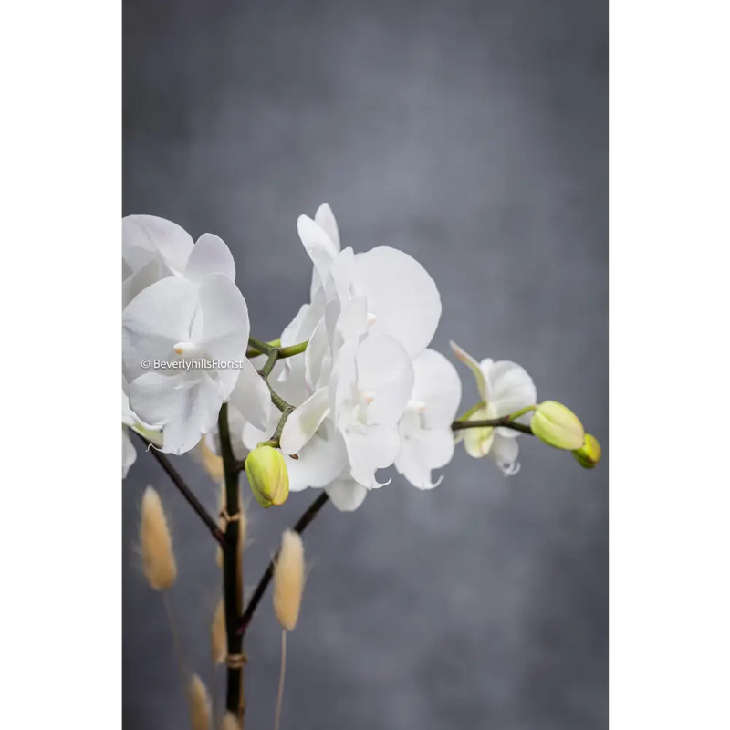 Orchid Essence white phalaenopsis orchid | Beverly Hills Florist