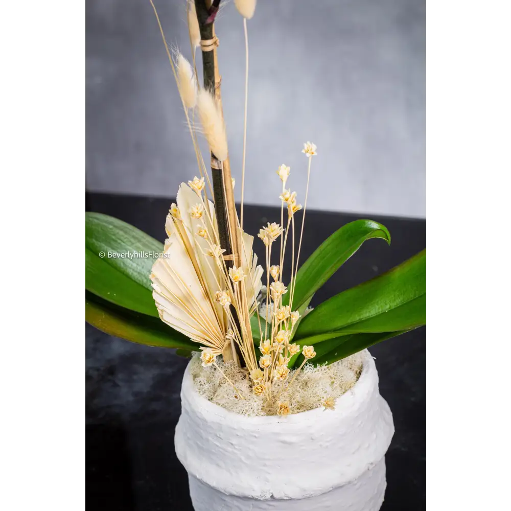 Modern white orchid plant gift for home or office, Los Angeles same-day flower delivery