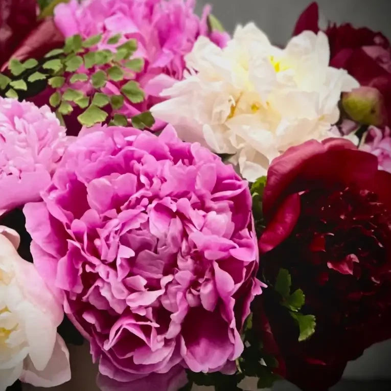 Peony Truffles - beverlyhillsflorist