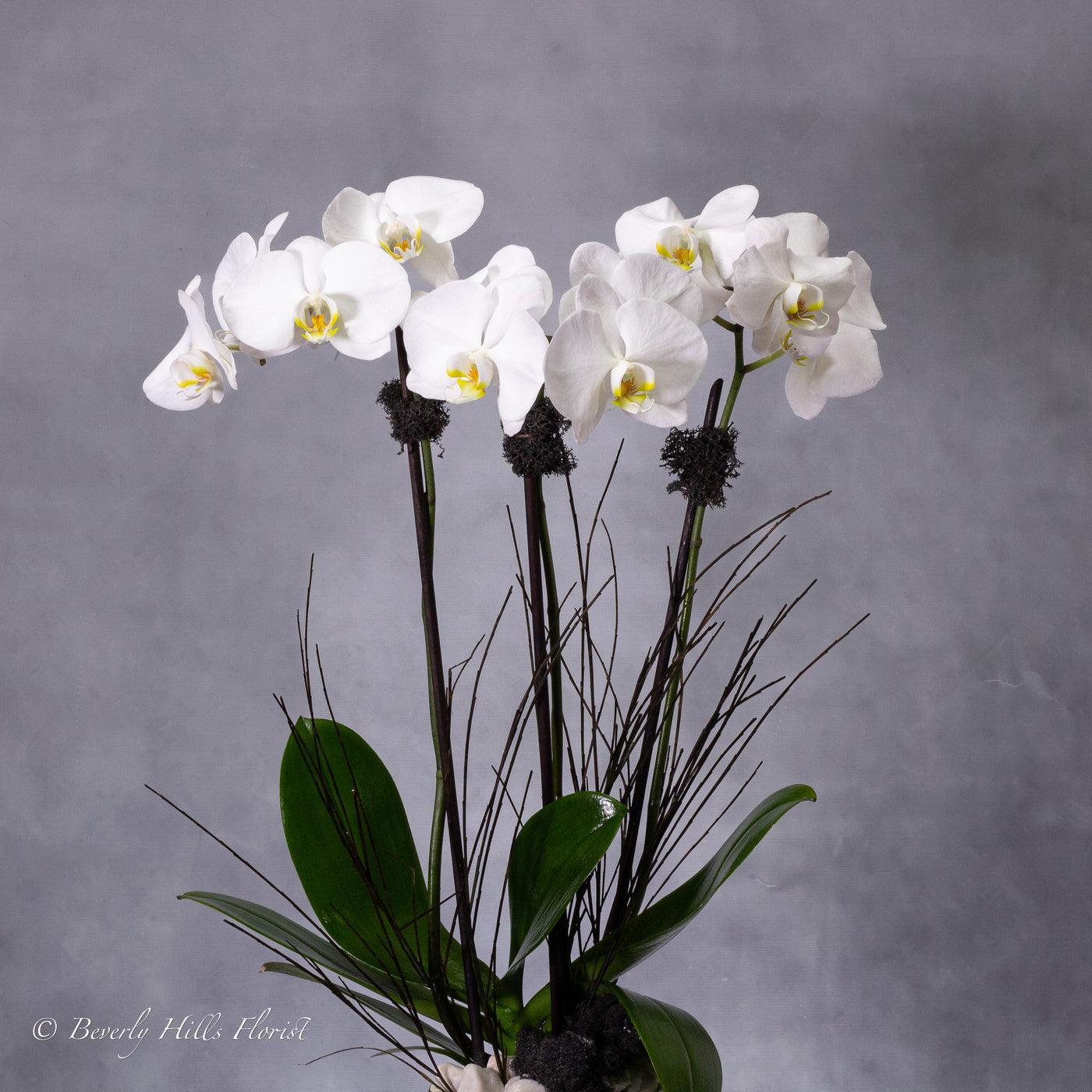 Petal Whispers - Orchid's Essence featuring a tall white orchid in a black and white ceramic vase, available for same-day delivery by Beverly Hills Florist.