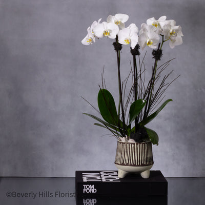 Petal Whispers - Orchid's Essence featuring a tall white orchid in a black and white ceramic vase, available for same-day delivery by Beverly Hills Florist.