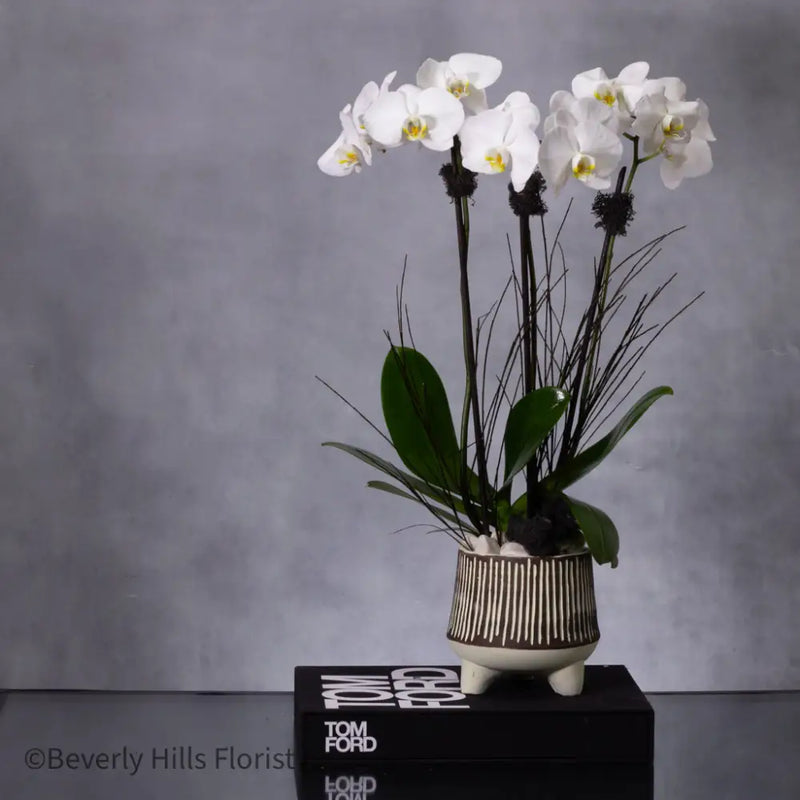 Petal Whispers Orchid's Essence white orchid | Beverly Hills Florist