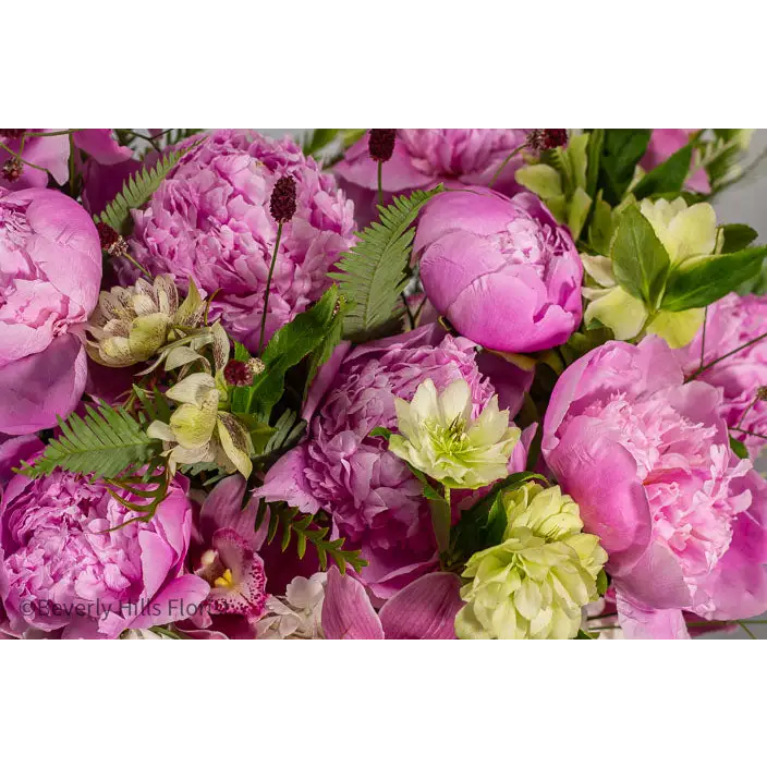 Elegant Floral Fusion arrangement with peonies, cymbidium orchids, and white hydrangeas in a tall glass vase – available for same-day delivery by Beverly Hills Florist.