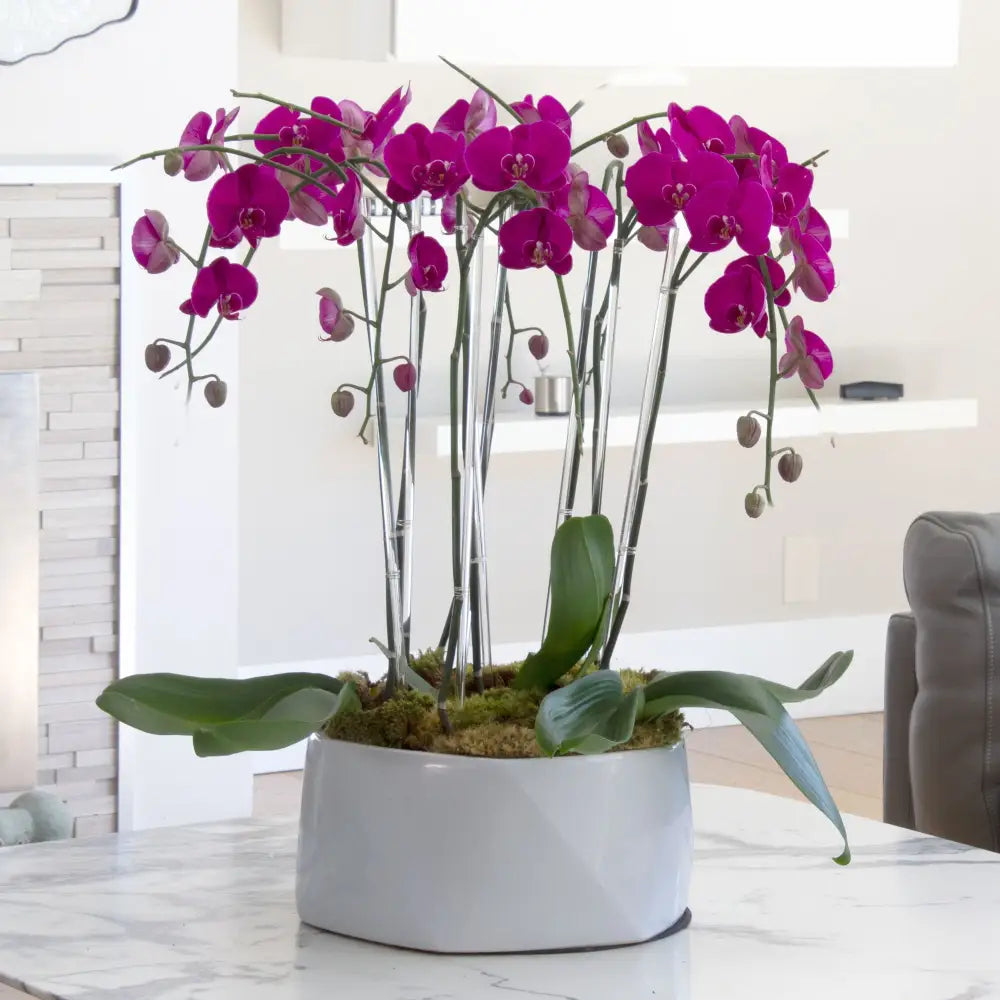 Purple Rainfall Orchids - beverlyhillsflorist