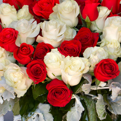 Red & White Checker Roses