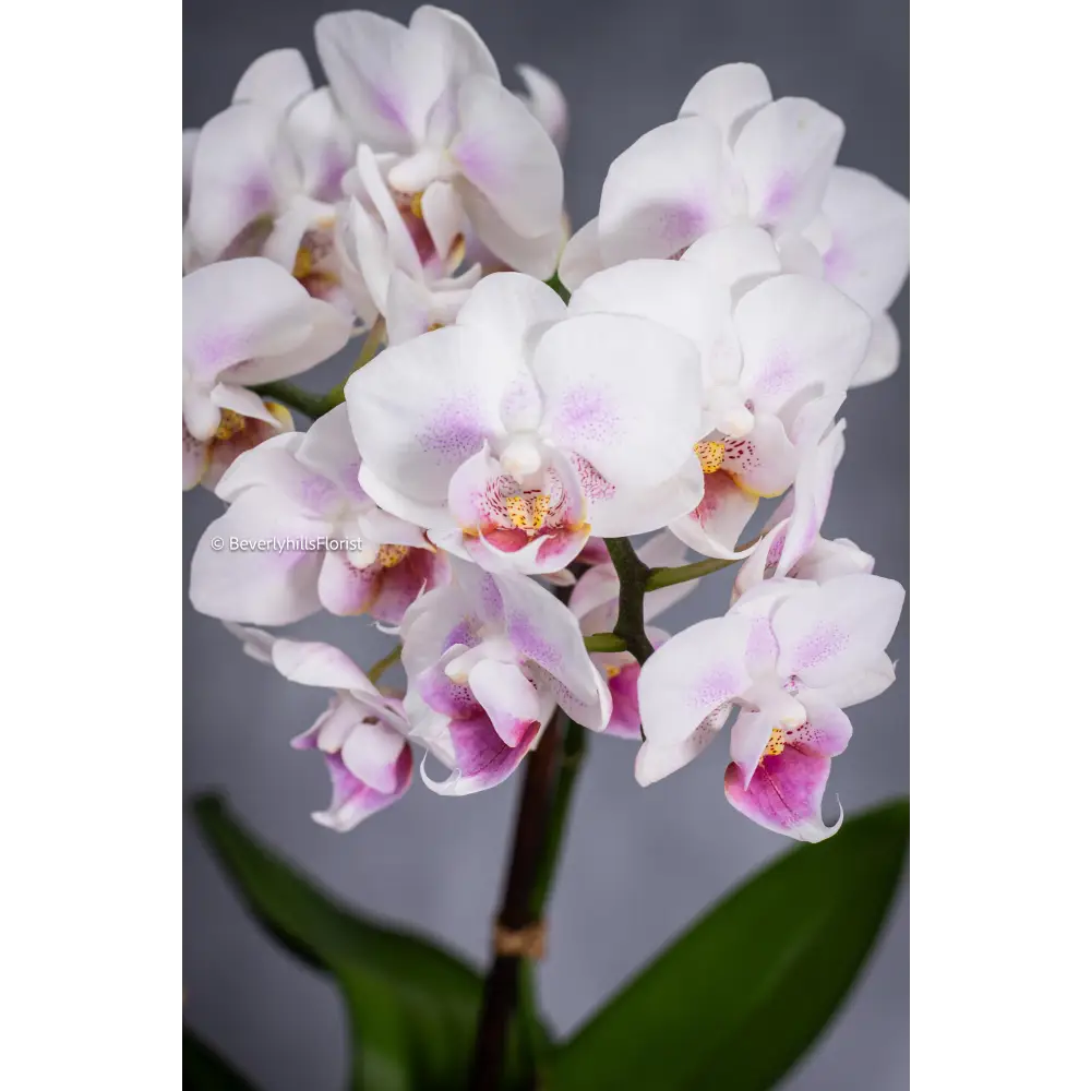 Step by Step - beverlyhillsflorist