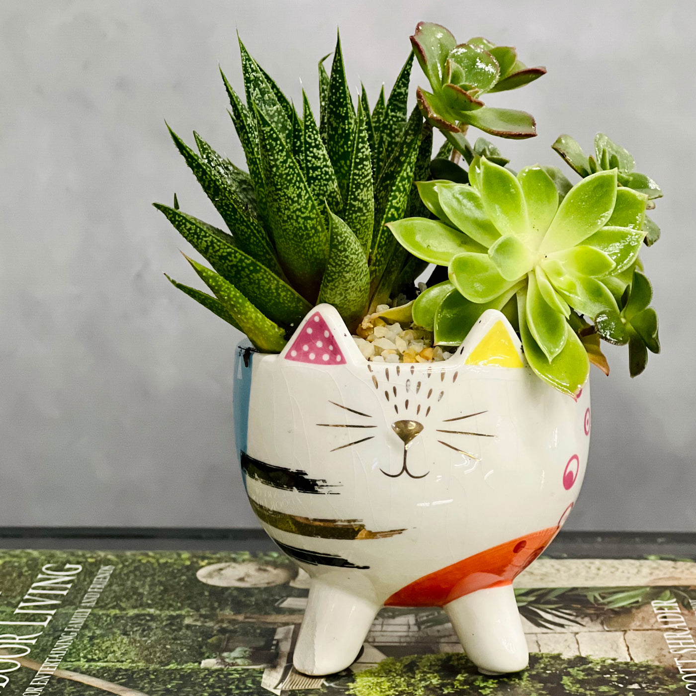 Kitty Succulents