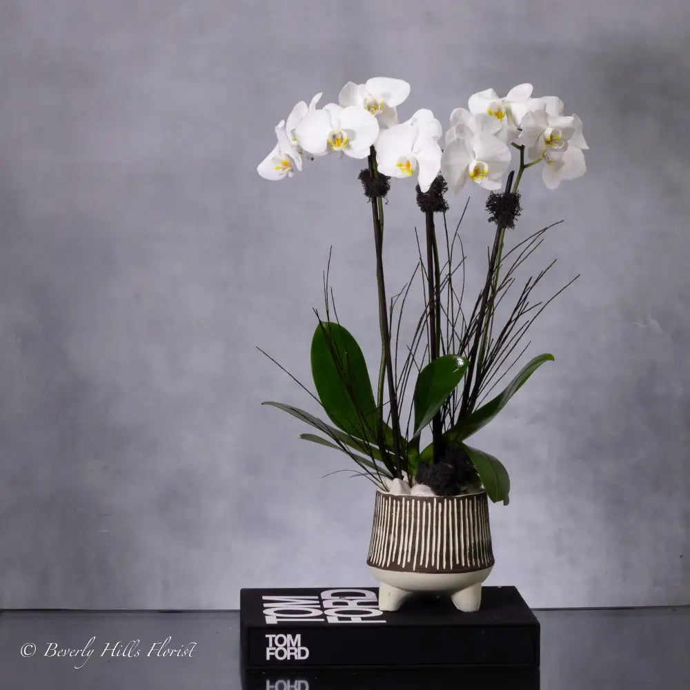 Threefold Orchid Majesty: Exquisite Floral Trio - beverlyhillsflorist